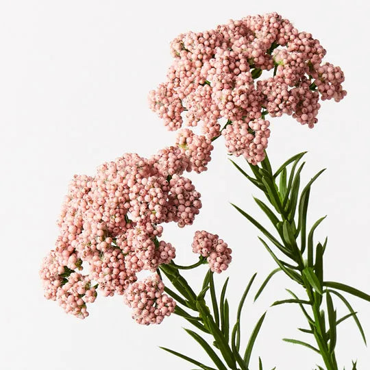 Berry Spray Pink 73cm Set of 12