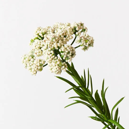 Berry Spray White 73cm Set of 12