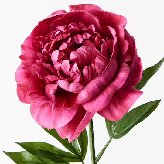 Peony Fuschia Pink 63cm Set of 12