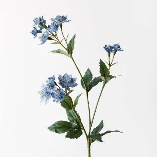 Astrantia Spray Dark Blue 49cm - Pack of 24