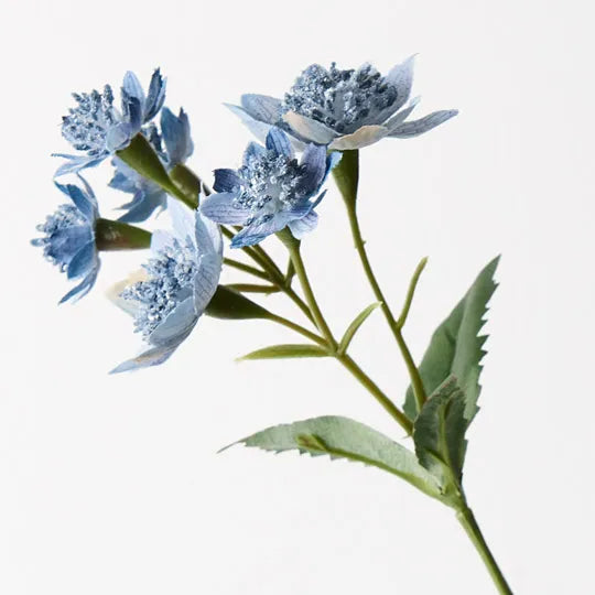 Astrantia Spray Dark Blue 49cm - Pack of 24