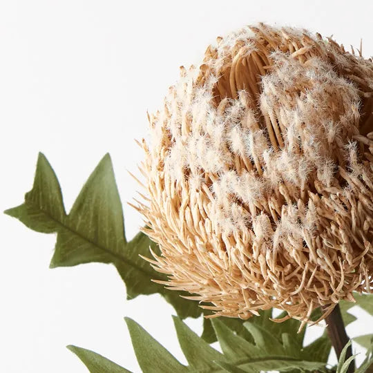 Banksia Acorn Cream 69cm Set of 12