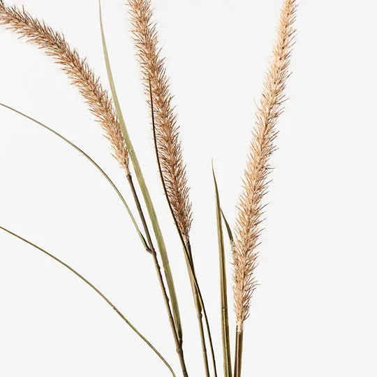 Fountain Grass Spray Coffee 130cm Set of 12