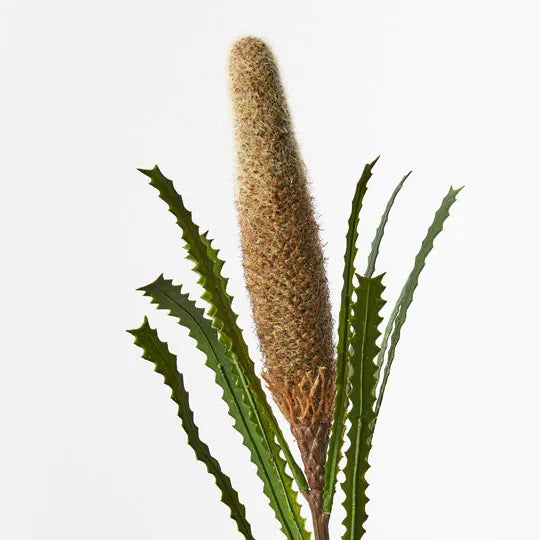 Banksia Pencil Cone Coffee 73cm Set of 12