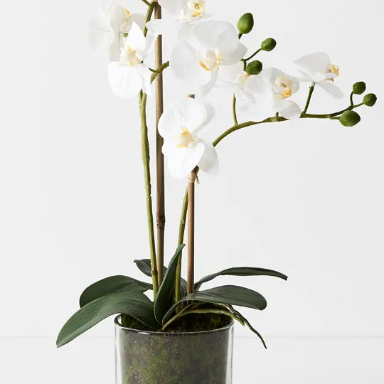Orchid Phalaenopsis in Vase 55cm Set of 2