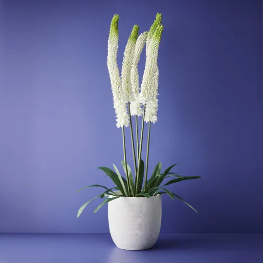 Lily Foxtail Plant White 105cm