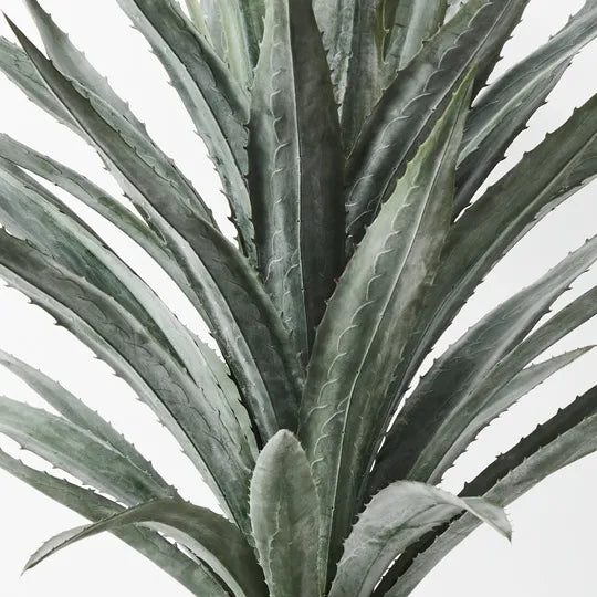 Yucca Plant Grey Green 122cm