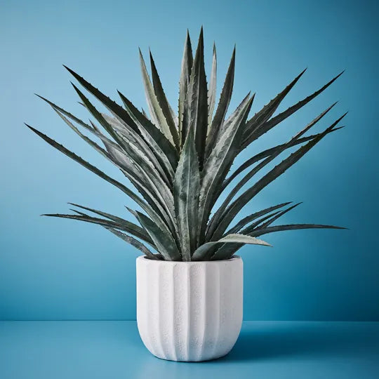 Yucca Plant Grey Green 122cm
