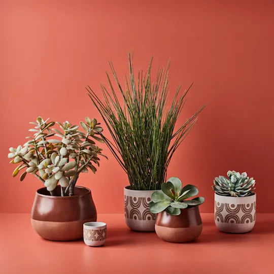 Tillandsia Grass in Pot Green 63cm Set of 4