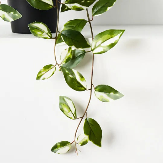 Hoya Hanging Bush in Pot Variegated 32cm Set of 6