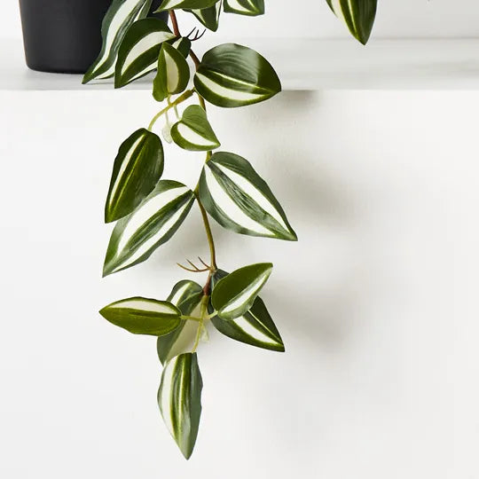 Wandering Jew Hanging Bush in Pot Green White 25cm Set of 6