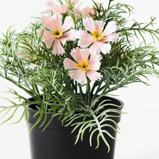 Cosmos Bush in Pot Light Pink 20cm Set of 6