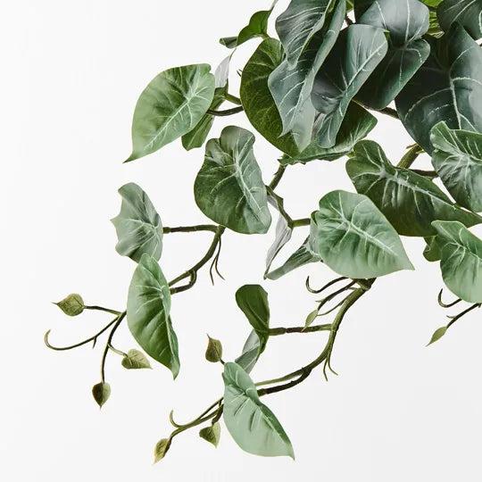 Syngonium Hanging Bush Green 45cm Set of  6