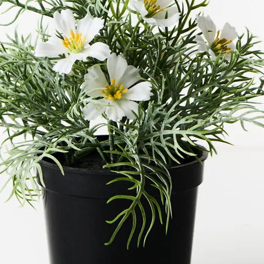 Cosmos Bush in Pot White 20cm Set of 6