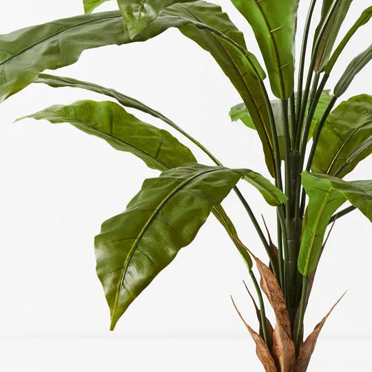 Fern Birds Nest Plant Green 114cm Set of 2