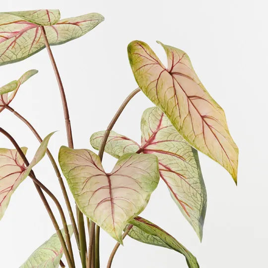 Caladium in Pot Green Pink 63cm Set of 2