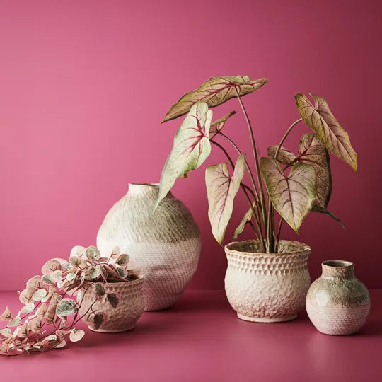 Caladium in Pot Green Pink 63cm Set of 2