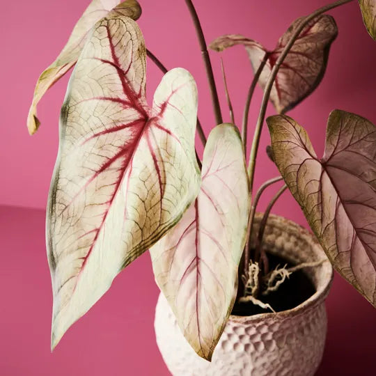 Caladium in Pot Green Pink 63cm Set of 2