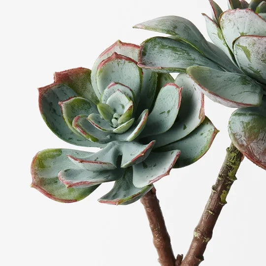 Echeveria Grey Green 25cm Set of 12