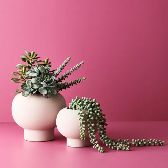 Echeveria Grey Green 25cm Set of 12