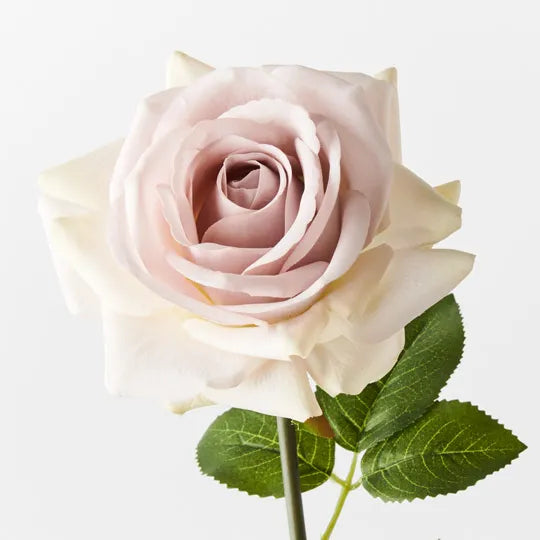 Rose Hannah Lavender Frost 75cm - Pack of 12
