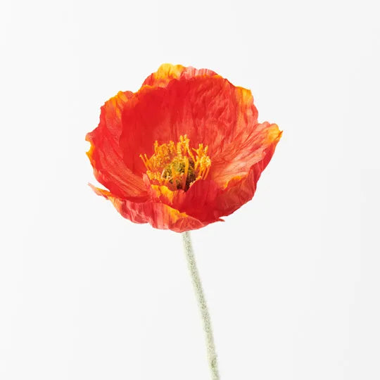 Poppy Iceland Burnt Orange 58cm Set of 24