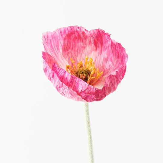 Poppy Iceland Fuschia 58cm Set of 24