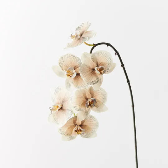 Orchid Phalaenopsis Infused x6 Almond 86cm - Pack of 12