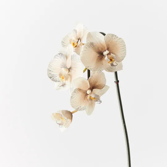 Orchid Phalaenopsis Infused Mini Almond 51cm - Pack of 12