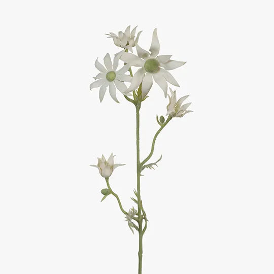 Flannel Flower Cream Green 46cm - Pack of 24