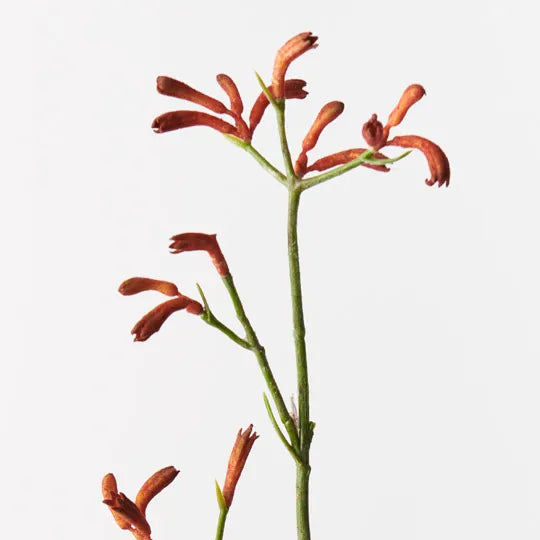 Kangaroo Paw Burnt Orange 77cm - Pack of 12