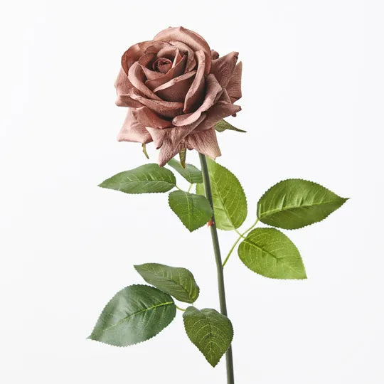 Rose Hannah Chocolate Brown 75cm Pack of 12