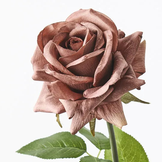 Rose Hannah Chocolate Brown 75cm Pack of 12