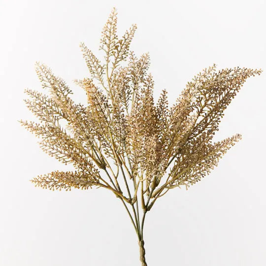 Astilbe Bush Coffee 37cm - Pack of 24
