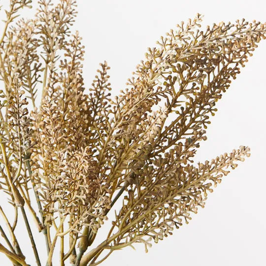 Astilbe Bush Coffee 37cm - Pack of 24