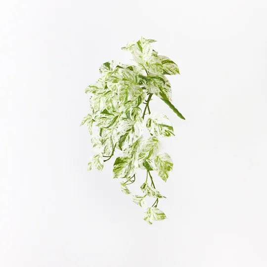 Pothos Marble Queen Hanging Bush White Green 58cm - Pack of 6