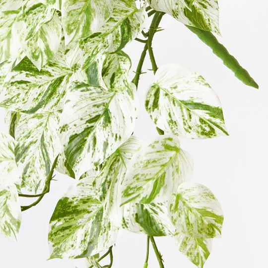 Pothos Marble Queen Hanging Bush White Green 58cm - Pack of 6