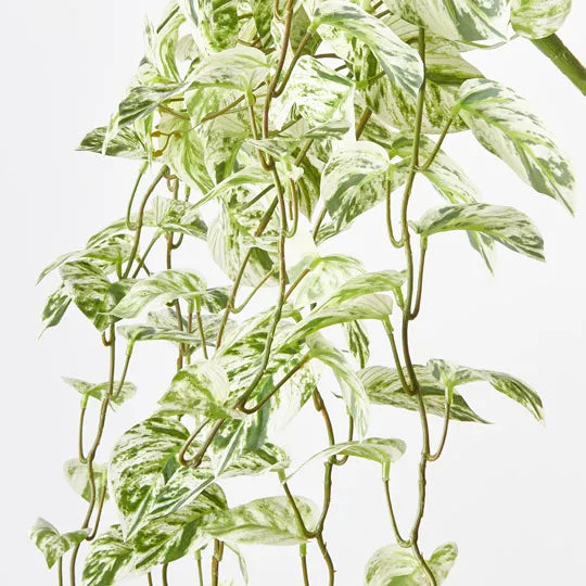 Pothos Marble Queen Hanging Bush White Green 91cm - Pack of 4