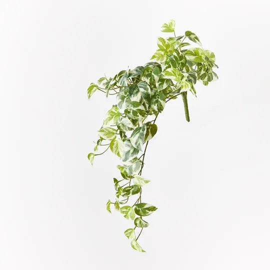 Pothos Hanging Bush Variegated 66cm - Pack of 6