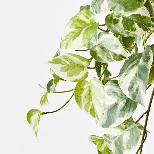 Pothos Hanging Bush Variegated 66cm - Pack of 6