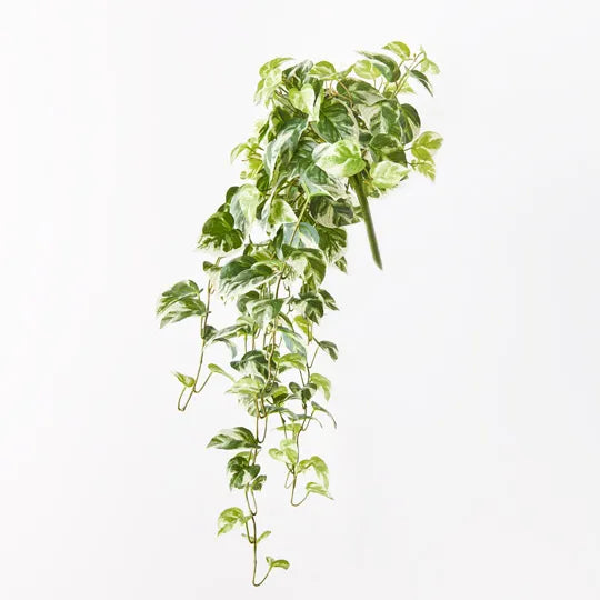 Pothos Hanging Bush Variegated 91cm - Pack of 4