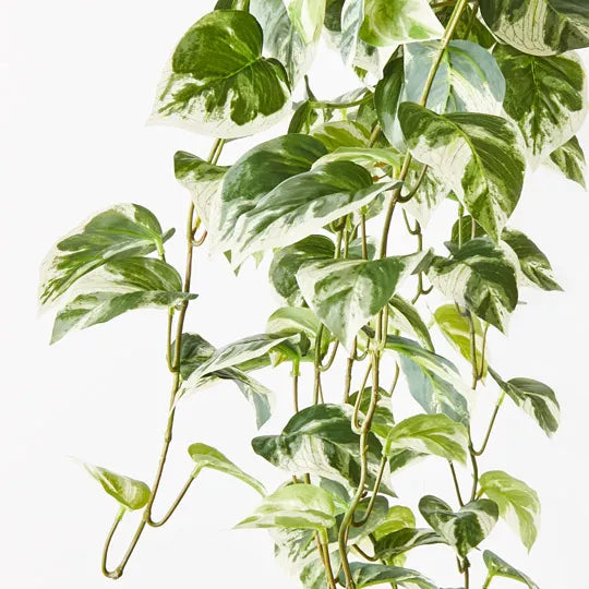 Pothos Hanging Bush Variegated 91cm - Pack of 4
