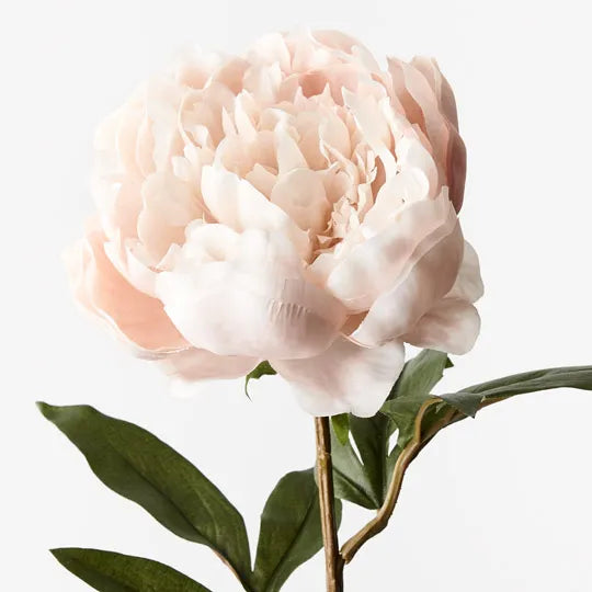 Peony Cream 64cm - Pack of 12