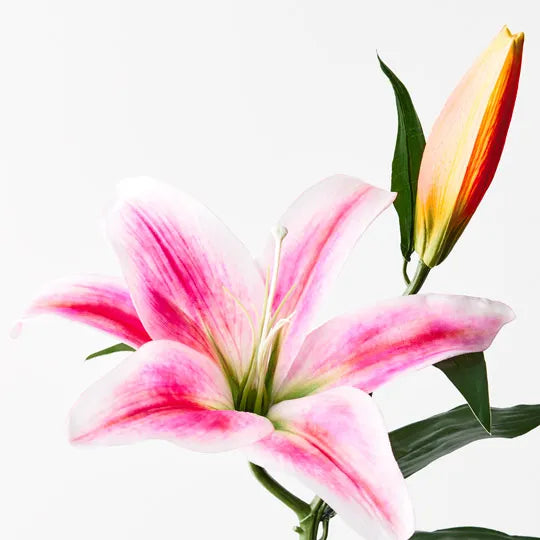 Casablanca Lily Hot Pink 69cm - Pack of 12