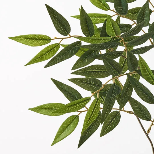 Ruscus Leaf Spray Green 67cm - Pack of 24