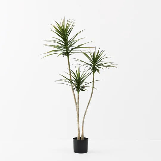 Yucca Plant Green 150cm - Pack of 2