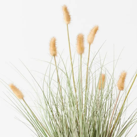 Bunny Tail Grass Plant Cream 56cm - Pack of 2