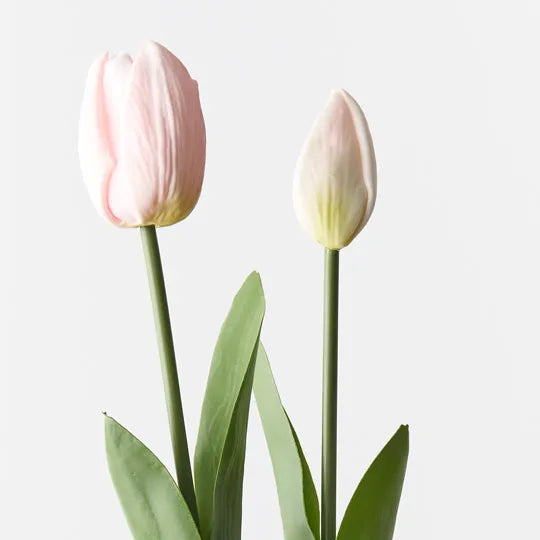 Tulip Bud & Bloom Light Pink 49cm 2 Pieces - Pack of 12