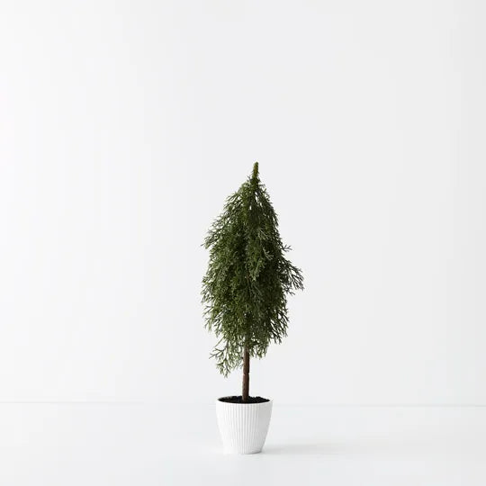 Tree Pine Cypress in Pot Green 50cm - Pack of 6
