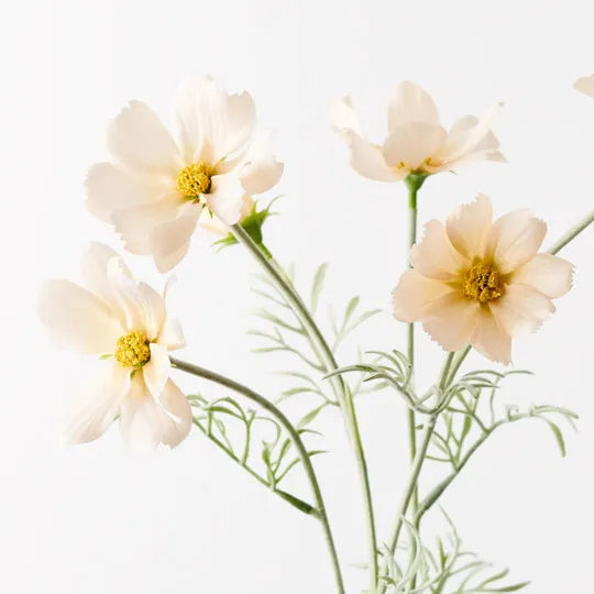 Cosmos Spray Champagne 62cm - Pack of 12